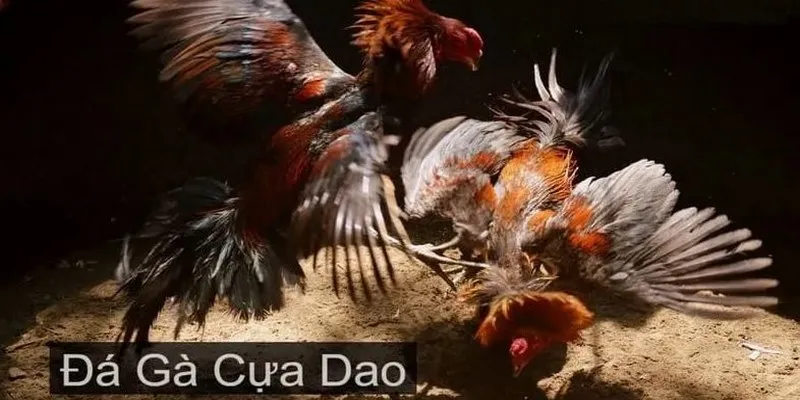 da-ga-cua-dao-avt