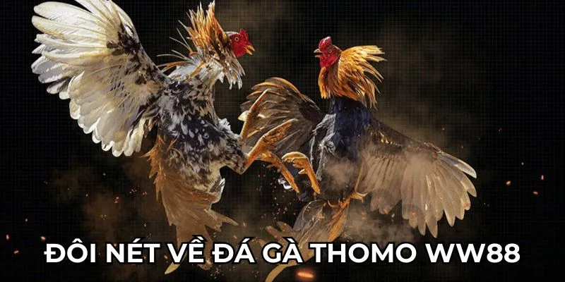 Đôi nét về đá gà thomo WW88