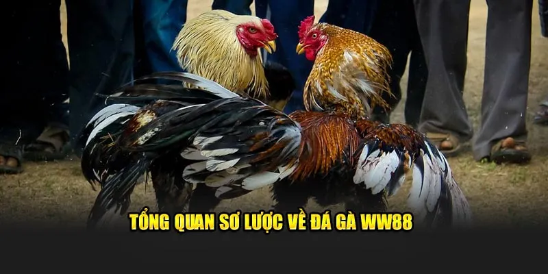 Tổng quan sơ lược về đá gà WW88 