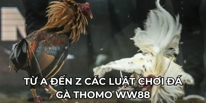 Từ A đến Z các luật chơi đá gà thomo WW88